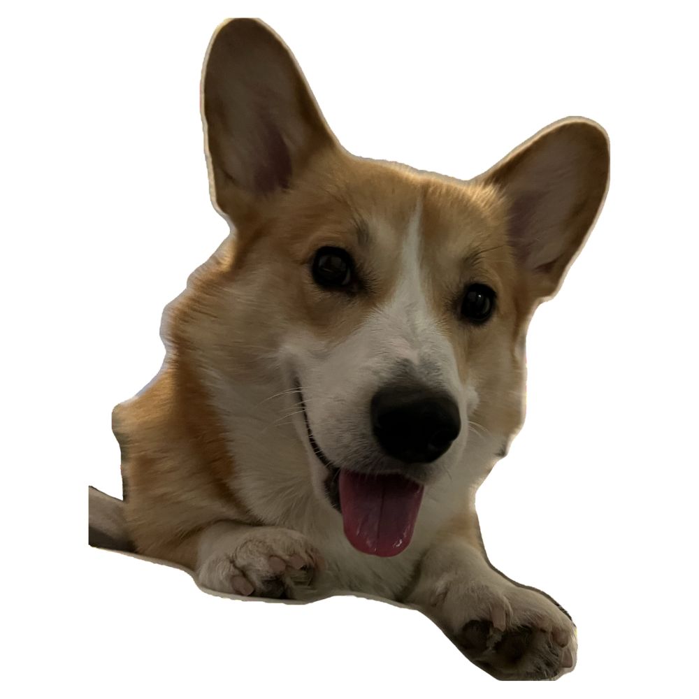 2Pood Winston the Corgi Straight Weightlifting Belt